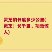 灵芝的长度多少公里(灵芝：长千里，功效惊人)