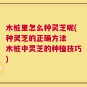 木桩里怎么种灵芝呢(种灵芝的正确方法  木桩中灵芝的种植技巧)
