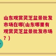 山东观赏灵芝盆景批发市场在哪(山东哪里有观赏灵芝盆景批发市场？)