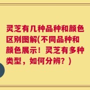 灵芝有几种品种和颜色区别图解(不同品种和颜色展示！灵芝有多种类型，如何分辨？)