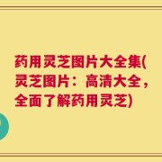 药用灵芝图片大全集(灵芝图片：高清大全，全面了解药用灵芝)