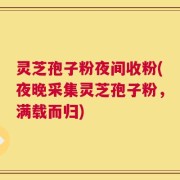 灵芝孢子粉夜间收粉(夜晚采集灵芝孢子粉，满载而归)