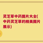 灵芝草中药图片大全(中药灵芝草的精美图片展示)