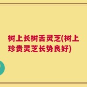 树上长树舌灵芝(树上珍贵灵芝长势良好)