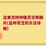 盆里怎样种植灵芝呢图片(盆种灵芝的方法详解)