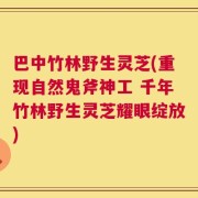 巴中竹林野生灵芝(重现自然鬼斧神工 千年竹林野生灵芝耀眼绽放)