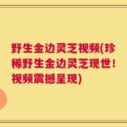 野生金边灵芝视频(珍稀野生金边灵芝现世！视频震撼呈现)