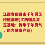 江西省瑞昌市千年灵芝种植基地(江西瑞昌灵芝基地：传承千年灵气，助力健康产业)