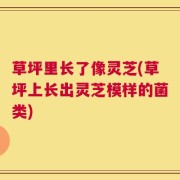 草坪里长了像灵芝(草坪上长出灵芝模样的菌类)