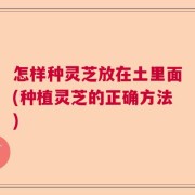 怎样种灵芝放在土里面(种植灵芝的正确方法)