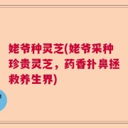 姥爷种灵芝(姥爷采种珍贵灵芝，药香扑鼻拯救养生界)