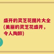 盛开的灵芝花图片大全(美丽的灵芝花盛开，令人陶醉)
