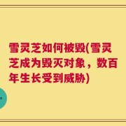 雪灵芝如何被毁(雪灵芝成为毁灭对象，数百年生长受到威胁)