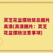 灵芝花盆摆放禁忌图片高清(高清图片：灵芝花盆摆放注意事项)