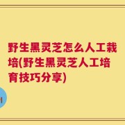 野生黑灵芝怎么人工栽培(野生黑灵芝人工培育技巧分享)