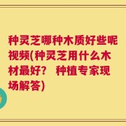 种灵芝哪种木质好些呢视频(种灵芝用什么木材最好？ 种植专家现场解答)