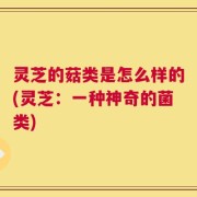 灵芝的菇类是怎么样的(灵芝：一种神奇的菌类)