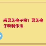 采灵芝孢子粉？灵芝孢子粉制作法