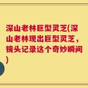 深山老林巨型灵芝(深山老林现出巨型灵芝，镜头记录这个奇妙瞬间)