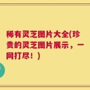 稀有灵芝图片大全(珍贵的灵芝图片展示，一网打尽！)