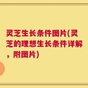 灵芝生长条件图片(灵芝的理想生长条件详解，附图片)