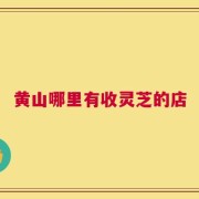 黄山哪里有收灵芝的店