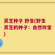 灵芝种子 野生(野生灵芝的种子：自然珍宝)