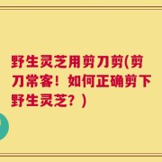 野生灵芝用剪刀剪(剪刀常客！如何正确剪下野生灵芝？)