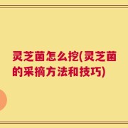 灵芝菌怎么挖(灵芝菌的采摘方法和技巧)