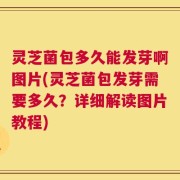 灵芝菌包多久能发芽啊图片(灵芝菌包发芽需要多久？详细解读图片教程)