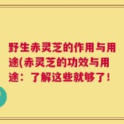 野生赤灵芝的作用与用途(赤灵芝的功效与用途：了解这些就够了！