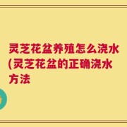 灵芝花盆养殖怎么浇水(灵芝花盆的正确浇水方法