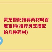 灵芝搭配推荐药材吗百度百科(推荐灵芝搭配的几种药材)
