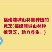 福建浦城山林里种植的灵芝(福建浦城山林种植灵芝，助力养生。)