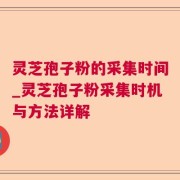 灵芝孢子粉的采集时间_灵芝孢子粉采集时机与方法详解