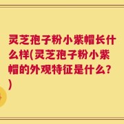 灵芝孢子粉小紫帽长什么样(灵芝孢子粉小紫帽的外观特征是什么？)