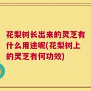 花梨树长出来的灵芝有什么用途呢(花梨树上的灵芝有何功效)