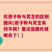 吃孢子粉与灵芝的区别图片(孢子粉与灵芝有何不同？看这张图片就明白了！)