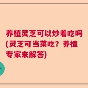 养植灵芝可以炒着吃吗(灵芝可当菜吃？养植专家来解答)