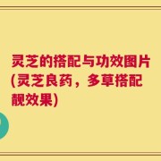 灵芝的搭配与功效图片(灵芝良药，多草搭配靓效果)
