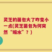 灵芝的菌包大了咋变小一点(灵芝菌包为何突然“缩水”？)