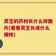 灵芝的药材长什么样图片(看看灵芝长成什么模样)