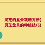 灵芝的盆景栽培方法(灵芝盆景的种植技巧)