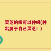 灵芝的粉可以种吗(种出属于自己灵芝！)