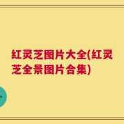 红灵芝图片大全(红灵芝全景图片合集)