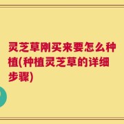 灵芝草刚买来要怎么种植(种植灵芝草的详细步骤)