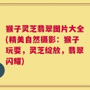 猴子灵芝翡翠图片大全(精美自然摄影：猴子玩耍，灵芝绽放，翡翠闪耀)