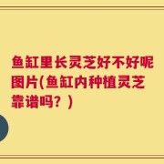 鱼缸里长灵芝好不好呢图片(鱼缸内种植灵芝靠谱吗？)