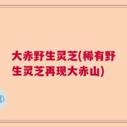 大赤野生灵芝(稀有野生灵芝再现大赤山)
