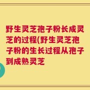 野生灵芝孢子粉长成灵芝的过程(野生灵芝孢子粉的生长过程从孢子到成熟灵芝